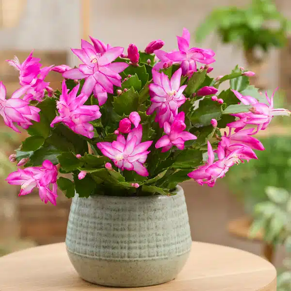 Schlumbergera-Zygocactus Thor Caroline Schlumbergera-Zygocactus Thor Caroline
