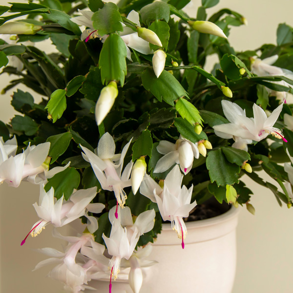 Schlumbergera-Zygocactus Thor Livia Schlumbergera-Zygocactus Thor Livia
