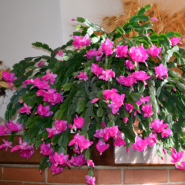 Schlumbergera-Zygocactus Thor Sharon