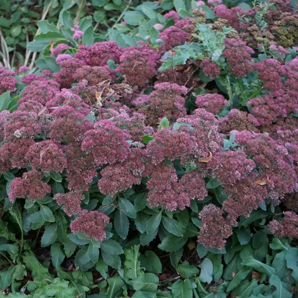 Sedum Ruby Glow Sedum Ruby Glow