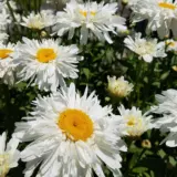 Shasta Daisy Shaggy 75mm Pot - Garden Express Australia