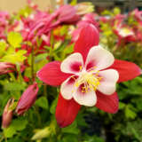 Aquilegia Origami Red Aquilegia Origami Red