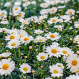 Argyranthemum Single White Argyranthemum Single White