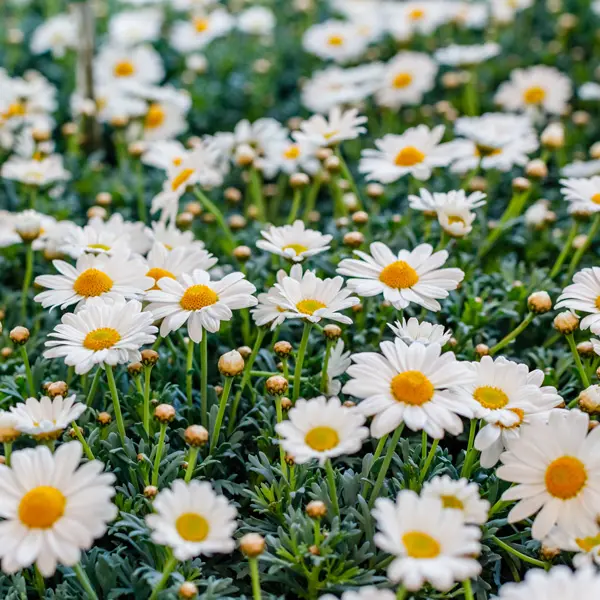 Argyranthemum Single White Argyranthemum Single White