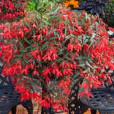 Begonia Bossa Nova Red Begonia Bossa Nova Red