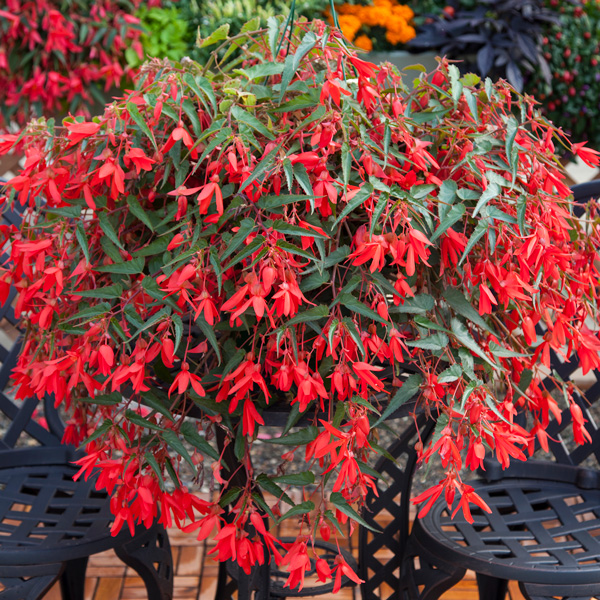 Begonia Bossa Nova Red Begonia Bossa Nova Red