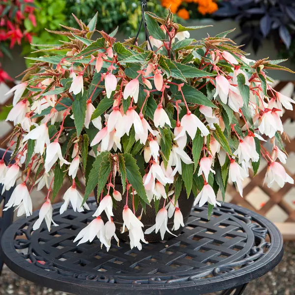 Begonia Bossa Nova White Begonia Bossa Nova White
