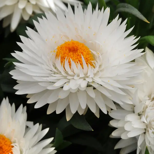 Bracteantha Jumbo Pure White Bracteantha Jumbo Pure White