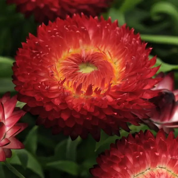 Bracteantha Jumbo Red Ember Bracteantha Jumbo Red Ember