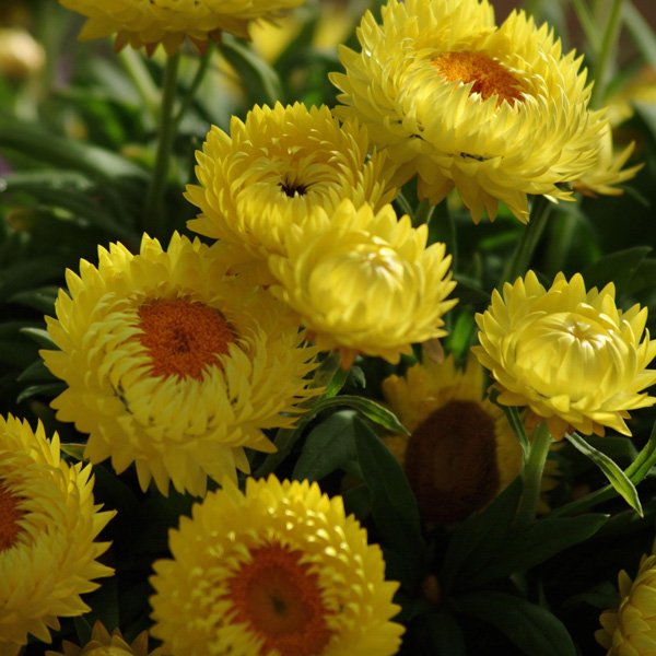 Bracteantha Jumbo Yellow Bracteantha Jumbo Yellow