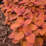 Coleus Campfire P10colcam - Garden Express Australia