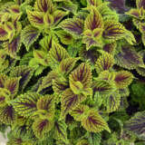Coleus Coleosaurus P10colcol - Garden Express Australia
