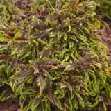 Coleus Flamethrower Chipotle P10colfch - Garden Express Australia