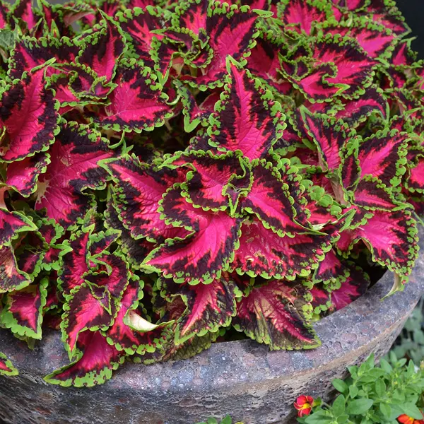 Coleus Heartbreaker Coleus Heartbreaker