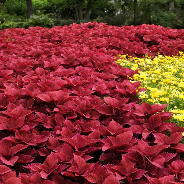 Coleus Redhead