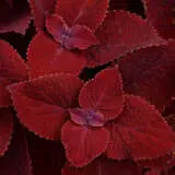 Coleus Ruby Slipper 01 P10colrsl - Garden Express Australia