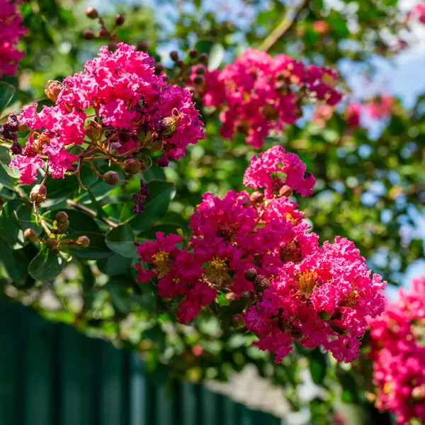 Crepe Myrtle Tuscarora Crepe Myrtle Tuscarora