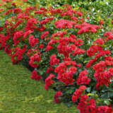 Rose Flower Carpet Cherry (pbr) Rose Flower Carpet Cherry (pbr)