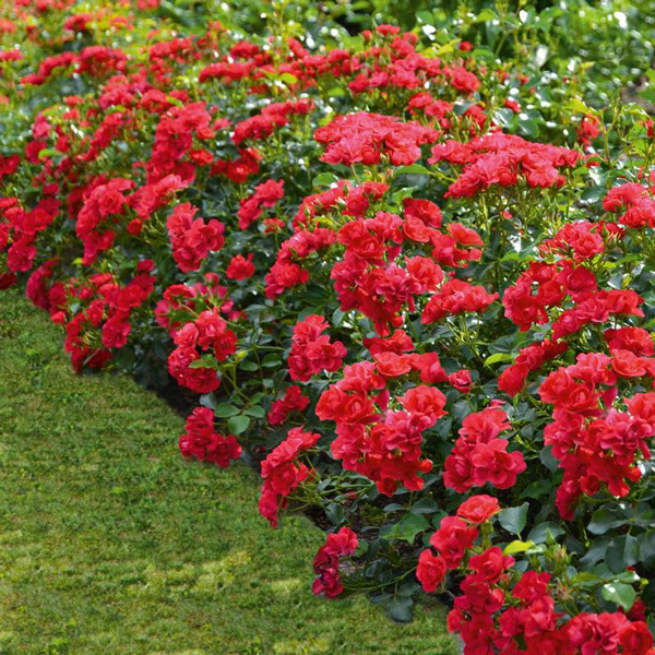 Rose Flower Carpet Cherry (pbr) Rose Flower Carpet Cherry (pbr)