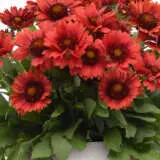 Gaillardia Mesa Red P68gaimre - Garden Express Australia