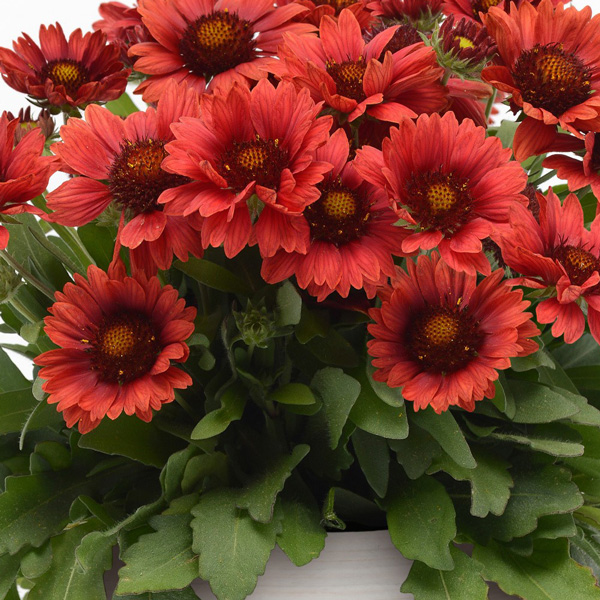 Gaillardia Mesa Red Gaillardia Mesa Red