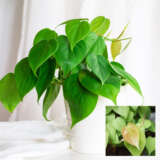 Heart Leaf Philodendron Heart Leaf Philodendron