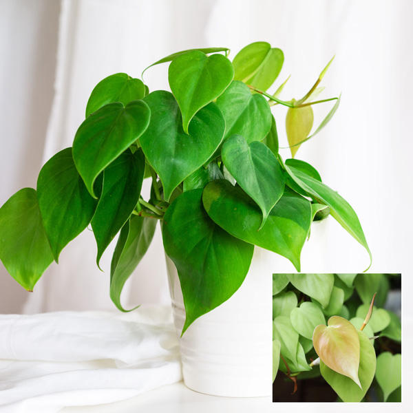 Heart Leaf Philodendron Heart Leaf Philodendron