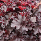 Heuchera Blackberry