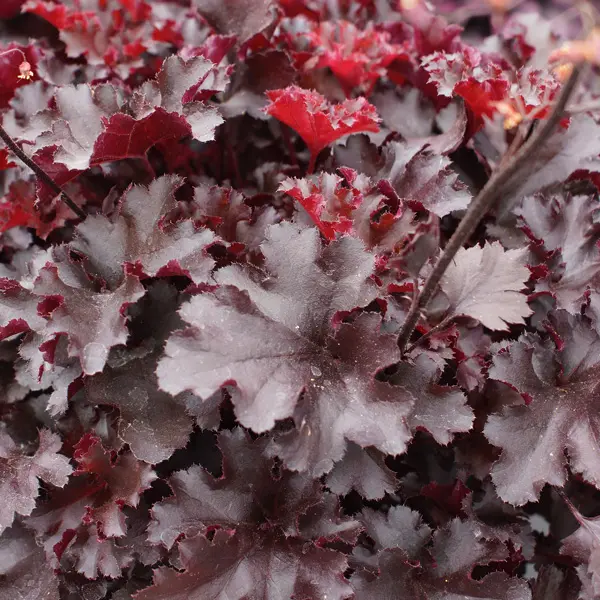 Heuchera Blackberry Heuchera Blackberry