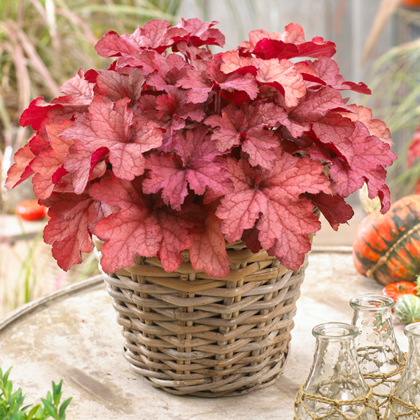 Heuchera Coralberry Heuchera Coralberry