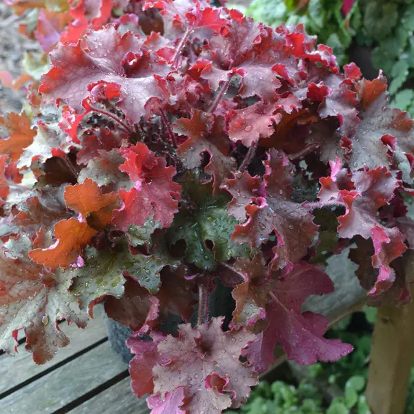 Heuchera Cranberry Heuchera Cranberry