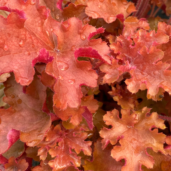 Heuchera Gojiberry Heuchera Gojiberry