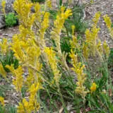 Kangaroo Paw Waltzing Matilda Lpokpawma - Garden Express Australia
