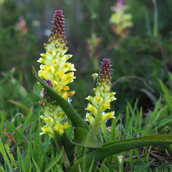 Lachenalia Pallida Lachenalia Pallida