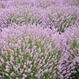Lavender Pink P68lavpin - Garden Express Australia