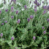 Lavender Spanish Eyes P68lavsey - Garden Express Australia