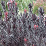 Leucadendron Burgundy Sunset P10lcdbsu - Garden Express Australia