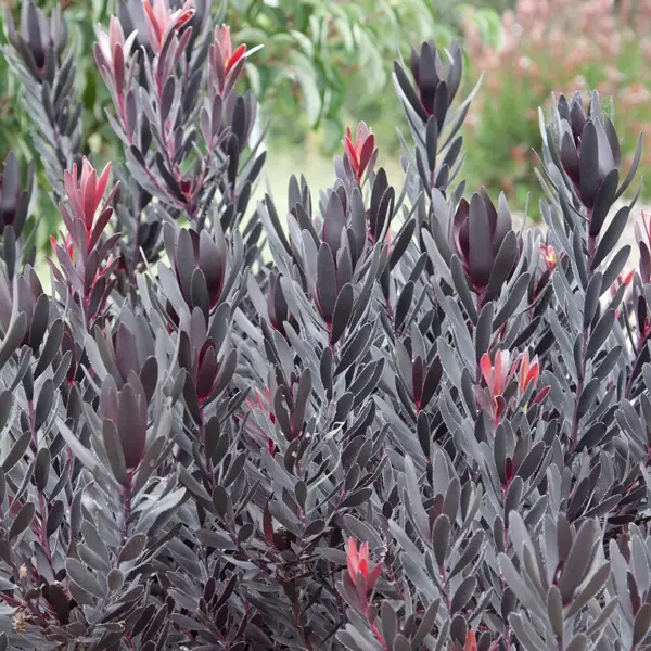 Leucadendron Burgundy Sunset (pbr) Leucadendron Burgundy Sunset (pbr)
