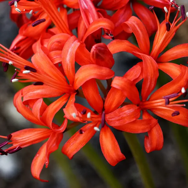 Nerine Fothergilli Minor Nerine Fothergilli Minor