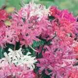 Nerine Mixed Pknermxd - Garden Express Australia