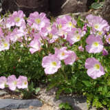 Oenothera Pink Evening Primrose Oenothera Pink Evening Primrose