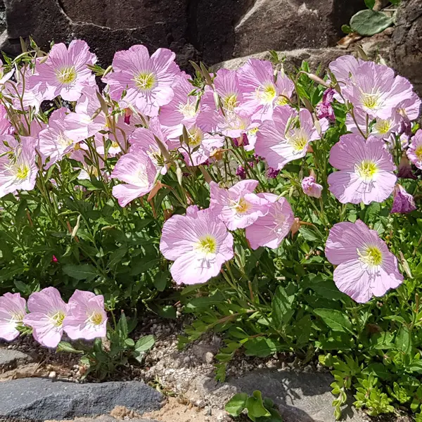 Oenothera Pink Evening Primrose Oenothera Pink Evening Primrose