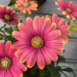 Osteospermum Pink Sun P68ostpns - Garden Express Australia