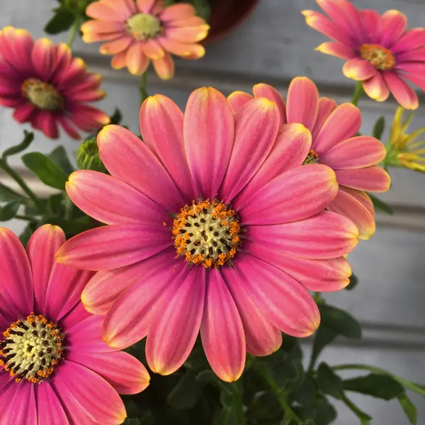 Osteospermum Pink Sun Osteospermum Pink Sun