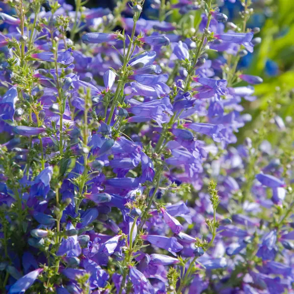 Penstemon Blue Penstemon Blue
