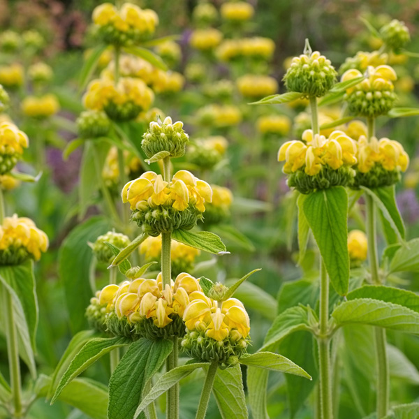 Phlomis Yellow Jerusalem Sage Phlomis Yellow Jerusalem Sage