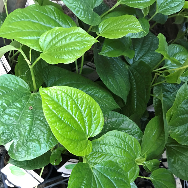 Piper Betel- Vegetable Pepper Leaf Plant Piper Betel- Vegetable Pepper Leaf Plant
