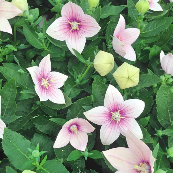 Platycodon Balloon Flower Pink Platycodon Balloon Flower Pink
