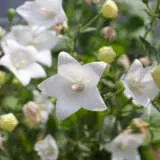Platycodon Balloon Flower White P68pbflwh - Garden Express Australia