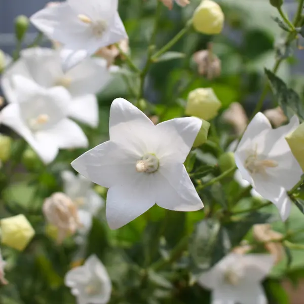 Platycodon Balloon Flower White Platycodon Balloon Flower White